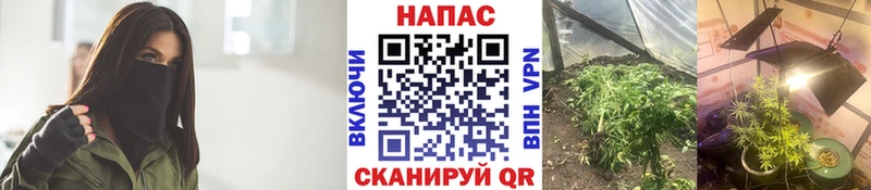 Канабис OG Kush  Тейково 